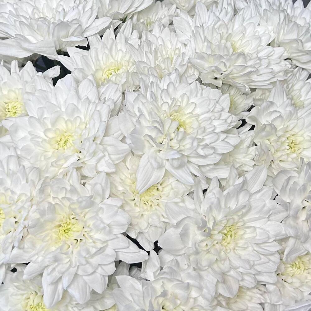 Mono Bouquet of 7 White Lace Chrysanthemum Stems — September 1 — photo 6