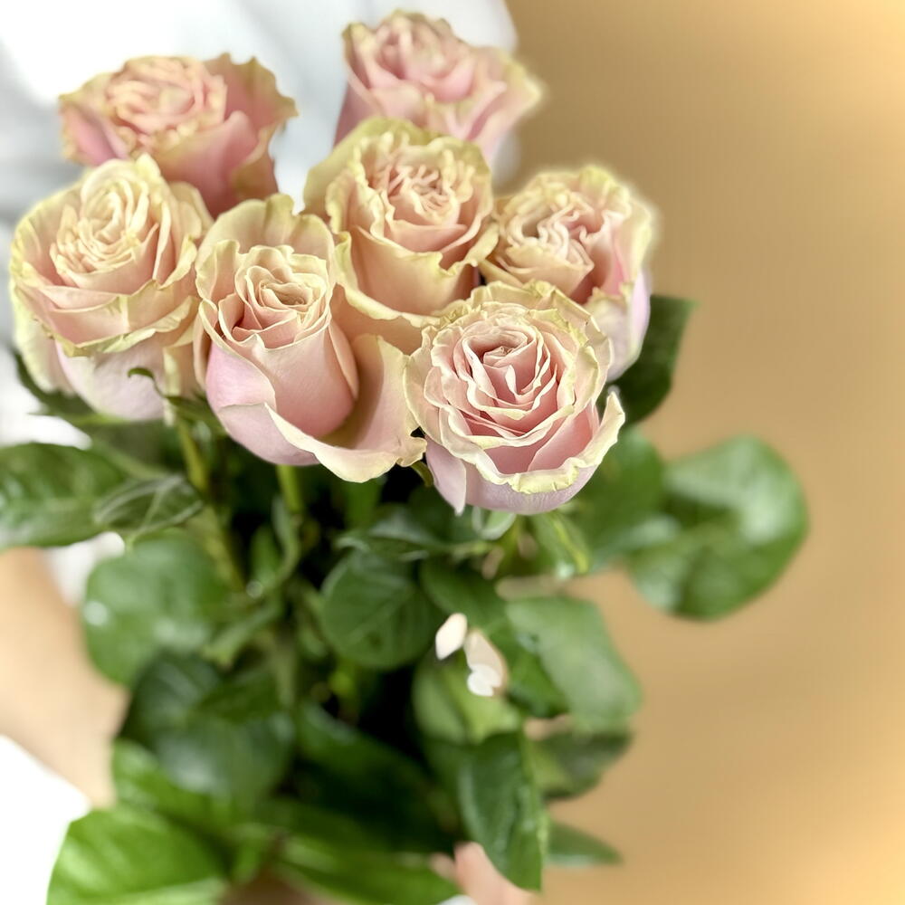 7 Pink Mondial Roses — September 1 — photo 2