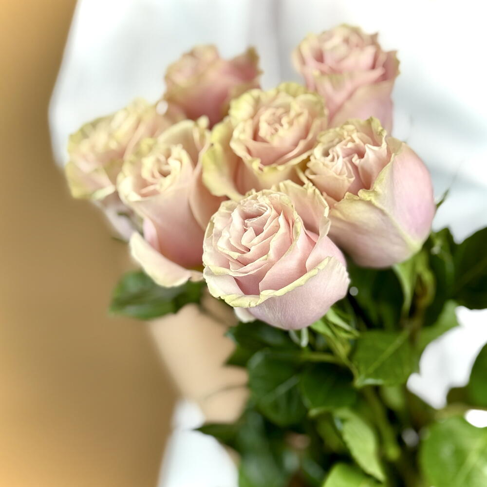 7 Pink Mondial Roses — September 1 — photo 3