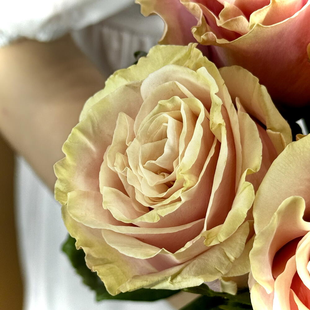 7 Pink Mondial Roses — September 1 — photo 4