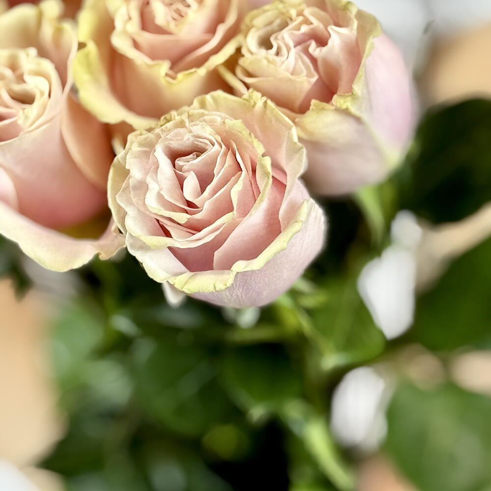 7 Pink Mondial Roses — September 1 — photo 5