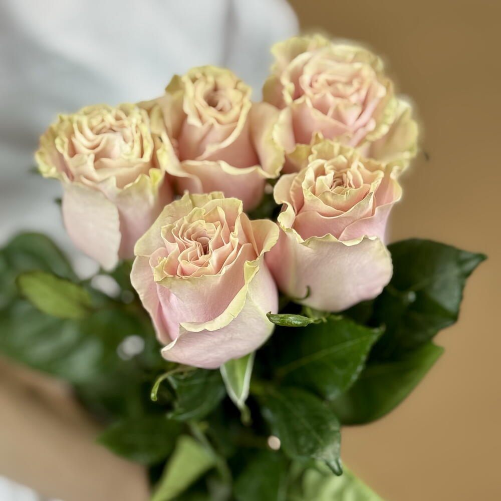 5 Pink Mondial Roses — September 1 — photo 2