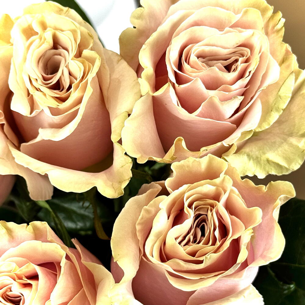 5 Pink Mondial Roses — September 1 — photo 3