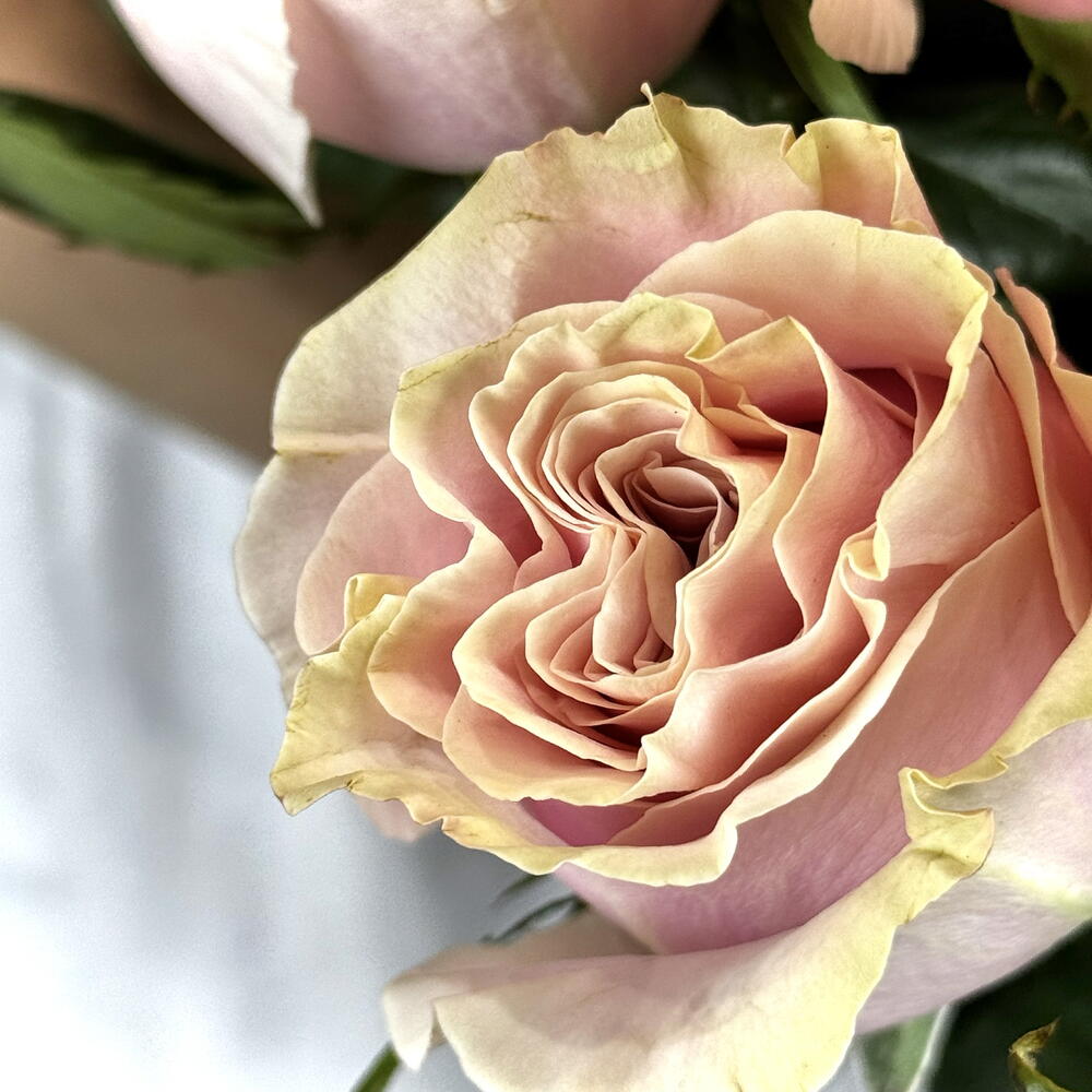 5 Pink Mondial Roses — September 1 — photo 4