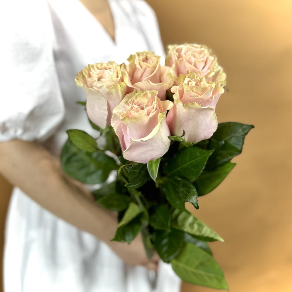 5 Pink Mondial Roses — September 1 — photo 6