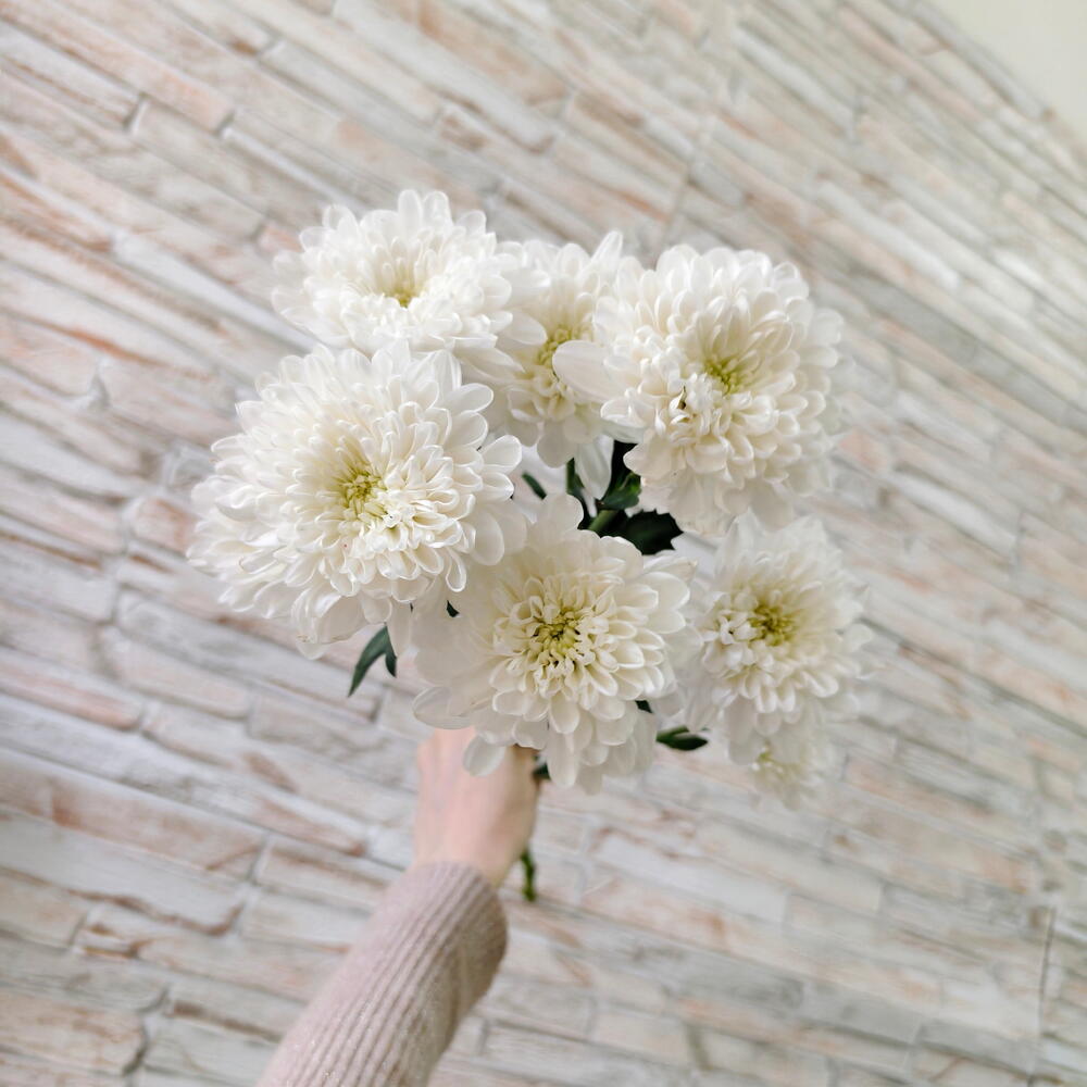 White Spray Chrysanthemum Stem