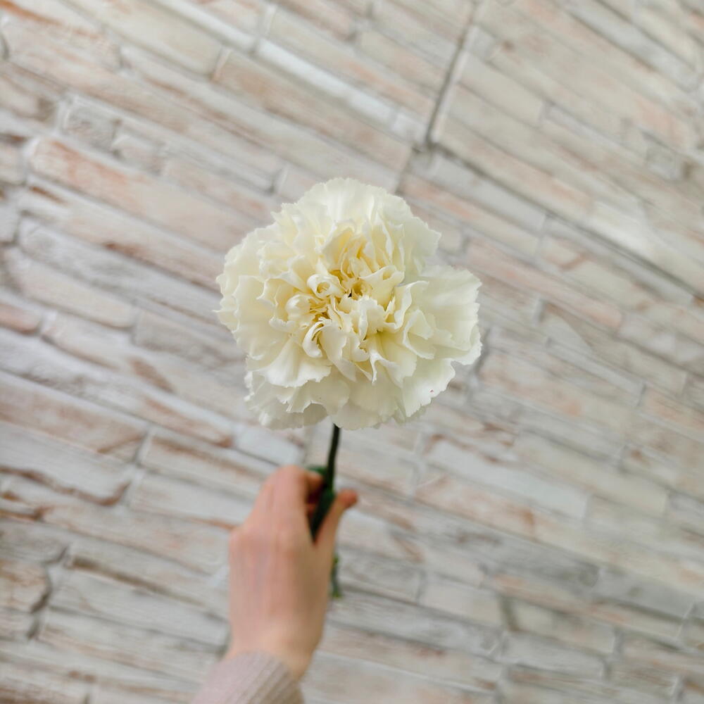White Dianthus Stem