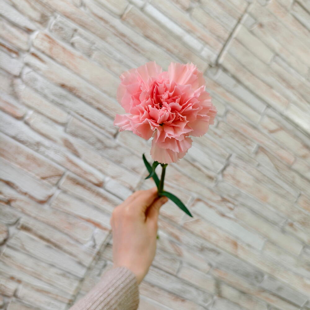 Pink Dianthus Stem