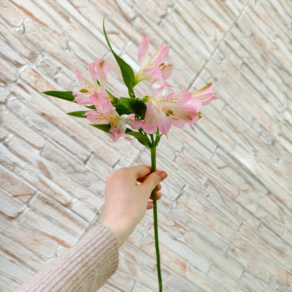 Pink Alstroemeria Stem