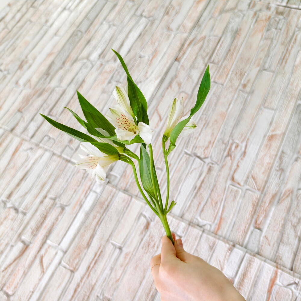 White Alstroemeria Stem