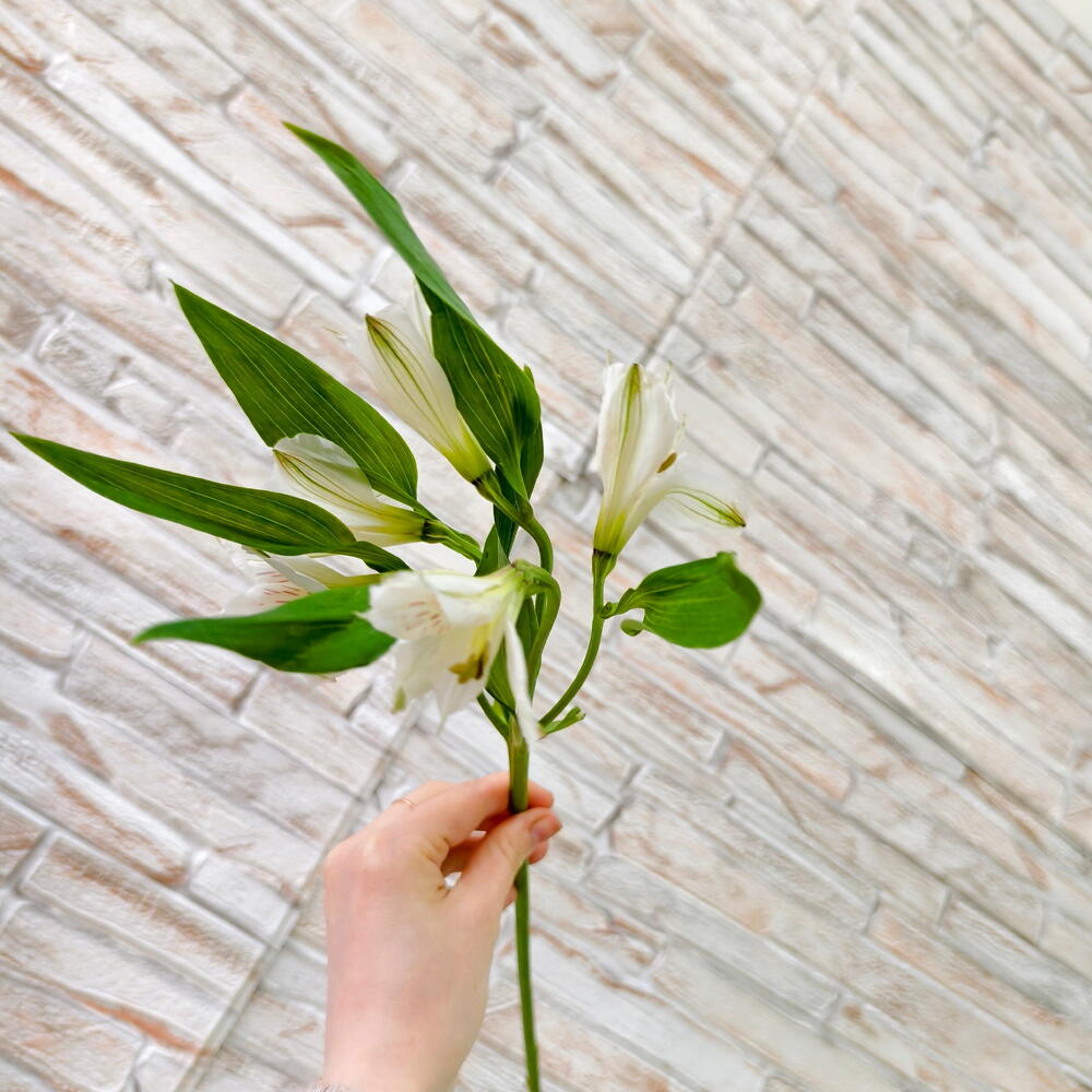 White Alstroemeria Stem — photo 2