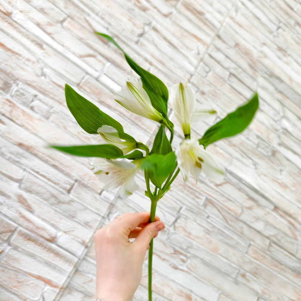 White Alstroemeria Stem — photo 3