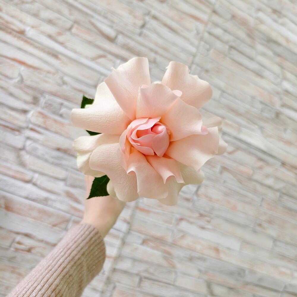 Frutteto French Rose Stem