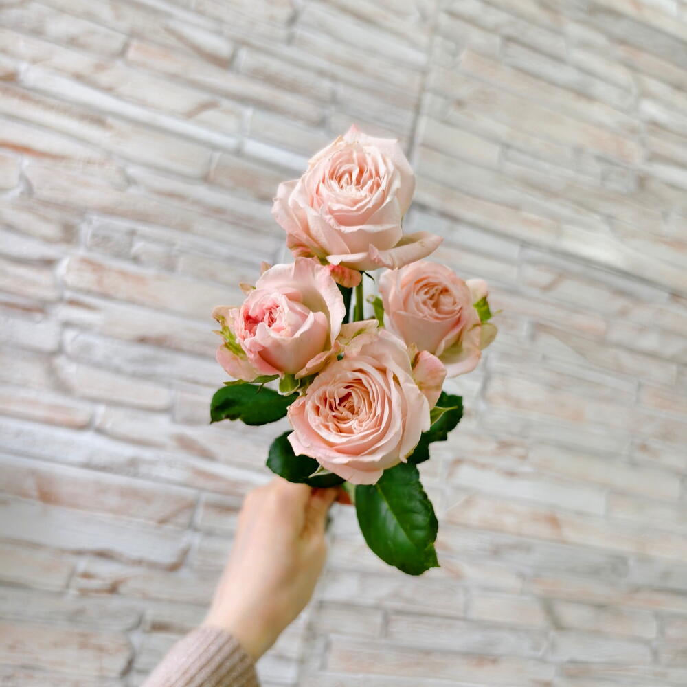 Bombastic Peony-Style Spray Rose Stem