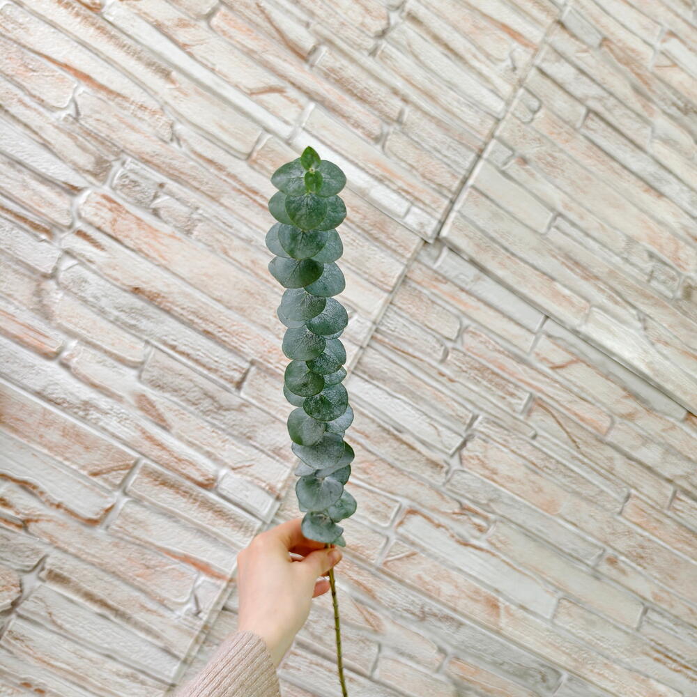 Eucalyptus Stem