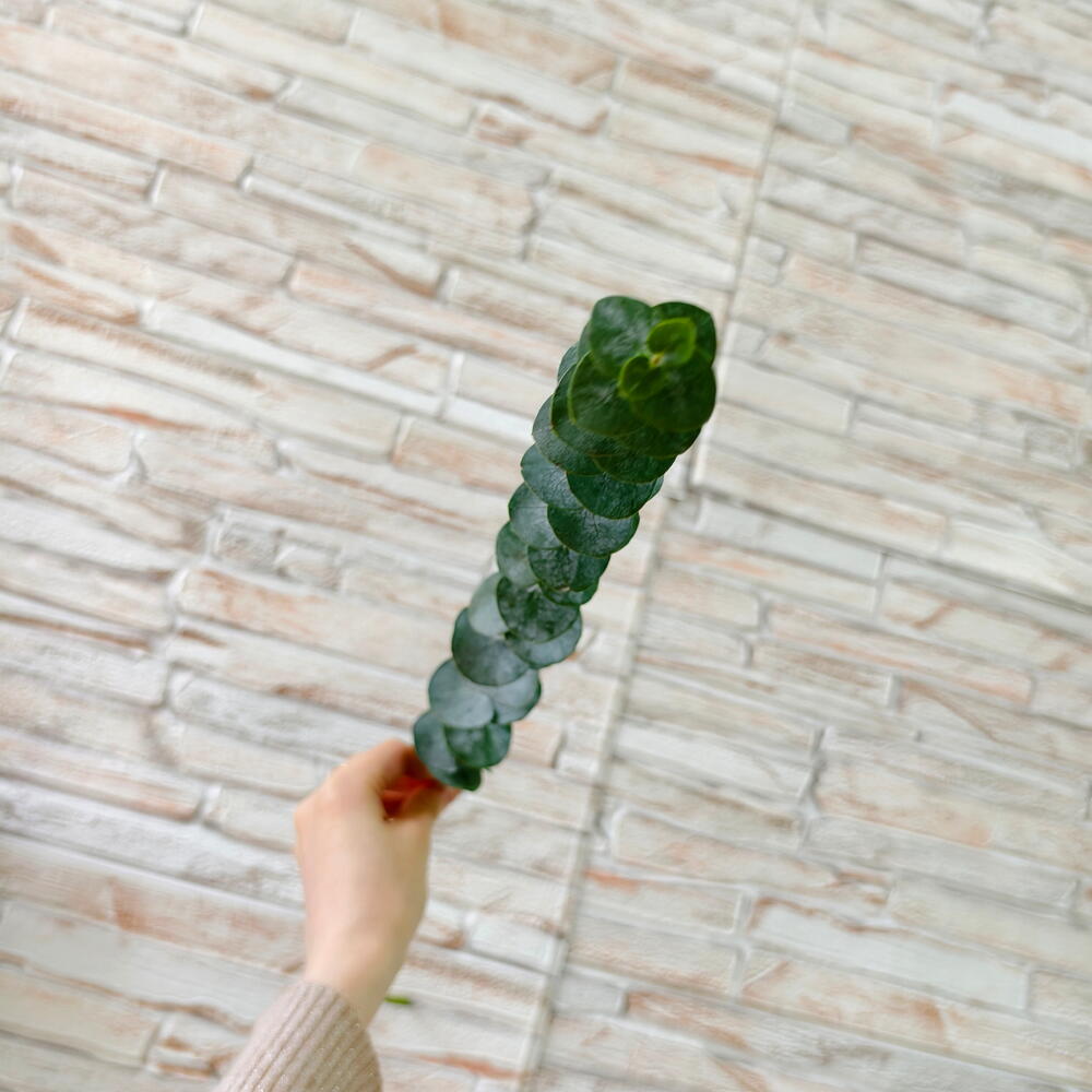 Eucalyptus Stem — photo 2