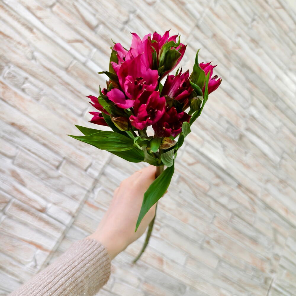 Bright Pink Alstroemeria Stem